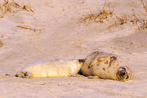 Grey seals (Halichoerus grypus)
