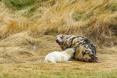 Grey seals (Halichoerus grypus)