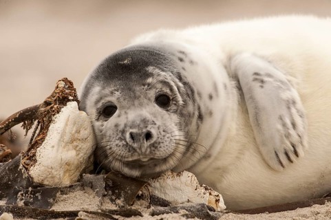 Grey seal (Halichoerus grypus) pup