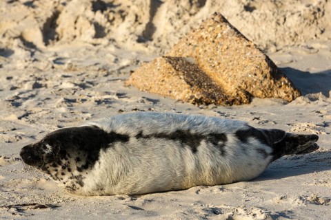 Grey seal (Halichoerus grypus) pup