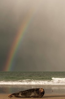 Grey seal (Halichoerus grypus) in front of rainbow