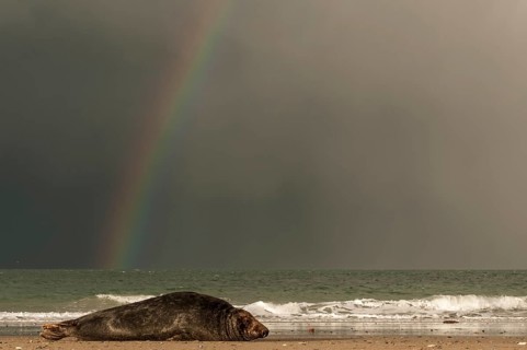 Grey seal (Halichoerus grypus) in front of rainbow