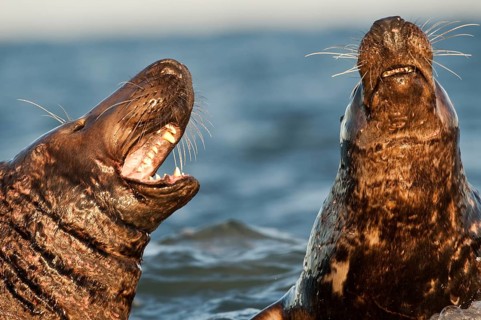 Grey seals (Halichoerus grypus)