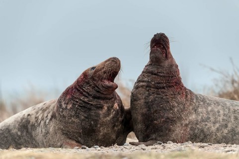 Grey seals (Halichoerus grypus)