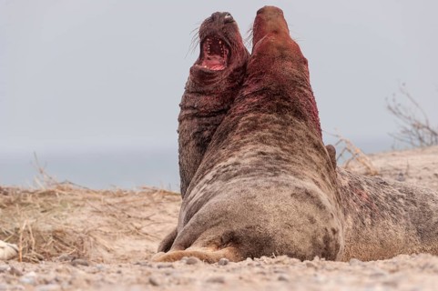 Grey seals (Halichoerus grypus)