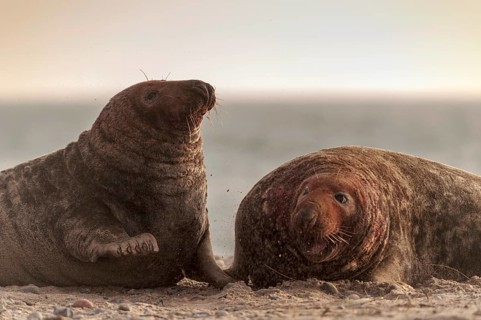 Grey seals (Halichoerus grypus)