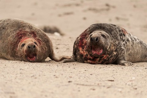 Grey seals (Halichoerus grypus)