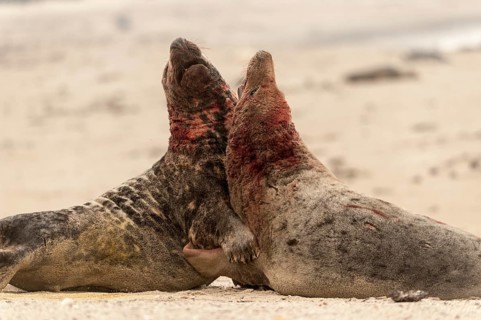 Grey seals (Halichoerus grypus)