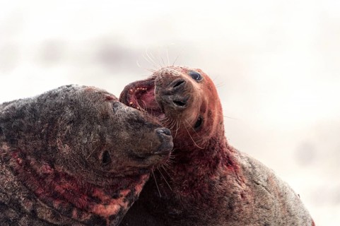 Grey seals (Halichoerus grypus)
