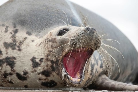 Grey seal (Halichoerus grypus)