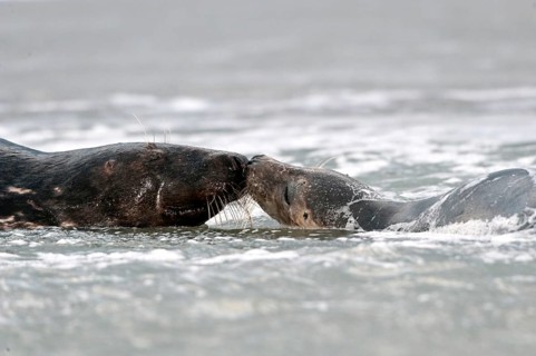 Grey seals (Halichoerus grypus)