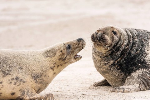 Grey seals (Halichoerus grypus)