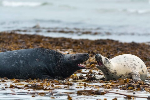 Grey seals (Halichoerus grypus)