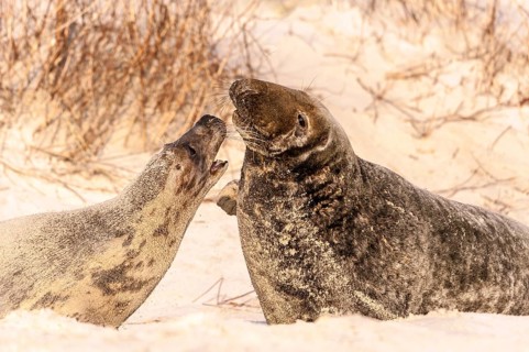 Grey seals (Halichoerus grypus)