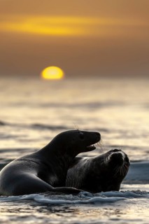 Grey seals (Halichoerus grypus)