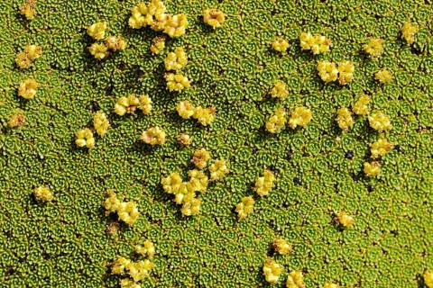 Yareta or llaretta (Azorella compacta)