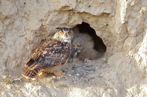 Eurasian eagle-owl (Bubo bubo) female adult and fledgling in nest cavity in loess wall