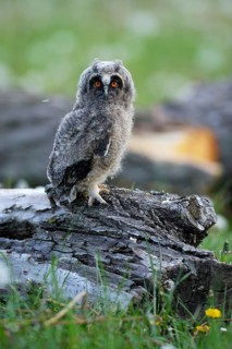 Long-eared owl (Asio otus) sitting on old willow (Salix sp.) trunk