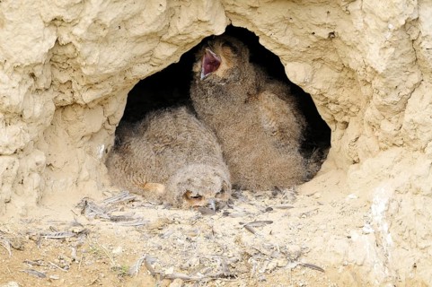 Eurasian eagle-owl (Bubo bubo) fledglings at exit of nest cavity in loess wall