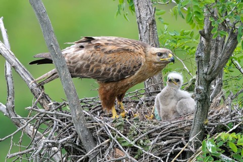Long-legged buzzard (Buteo rufinus) female in nest with fledgling