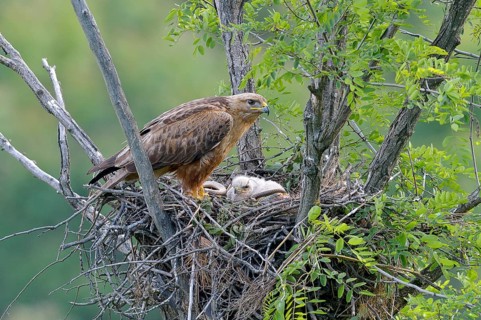 Long-legged buzzard (Buteo rufinus)