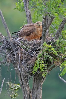 Long-legged buzzard (Buteo rufinus) female in nest