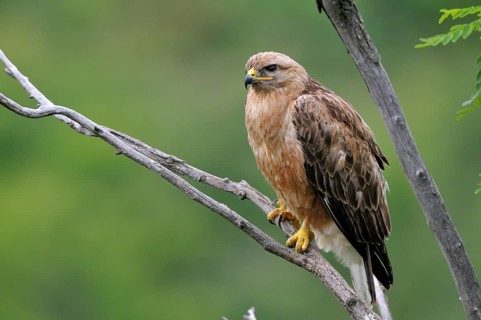 Long-legged buzzard (Buteo rufinus) female sitting on branch