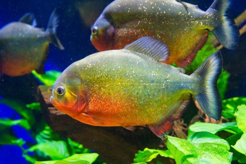 Red-bellied Piranha or Red Piranha (Pygocentrus nattereri)