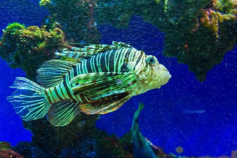 Red Lionfish (Pterois volitans)