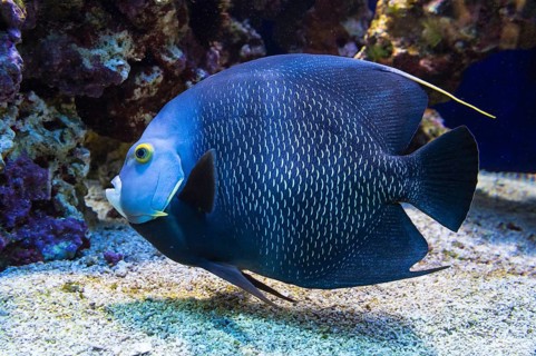 French Angelfish (Pomacanthus paru)