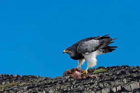 Black-chested Buzzard-Eagle (Geranoaetus melanoleucus australis) feeding on a carcass