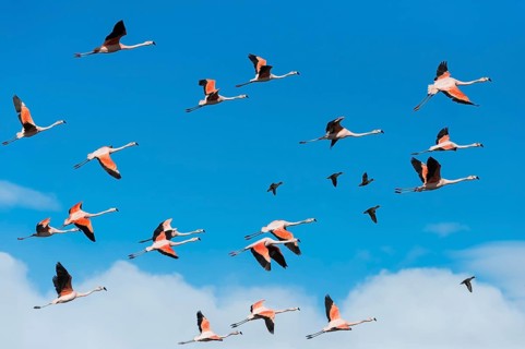 Flock of flying Chilean Flamingos (Phoenicopterus chilensis)
