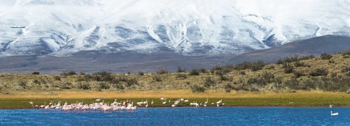 Chilean Flamingos (Phoenicopterus chilensis)