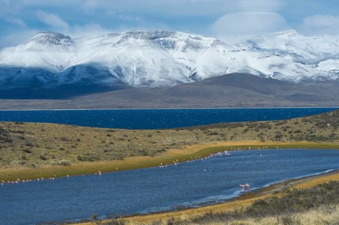 Chilean Flamingos (Phoenicopterus chilensis)