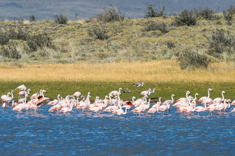 Chilean Flamingos (Phoenicopterus chilensis)