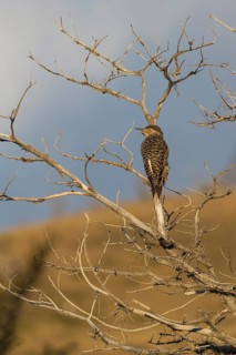 Campo Flicker (Colaptes campestris) on a dry tree