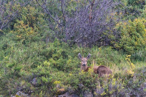South Andean Deer (Hippocamelus bisulcus)
