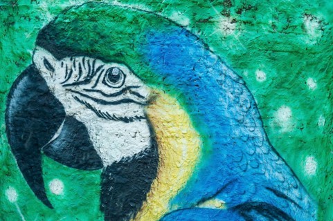 Parrot
