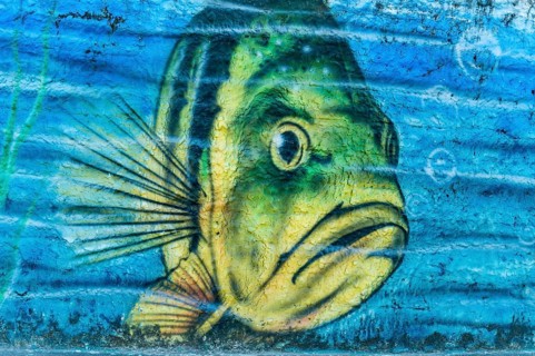Fish