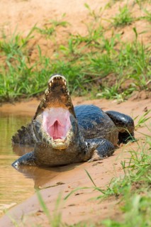 Yacare Caiman (Caiman yacare) at shore with open mouth