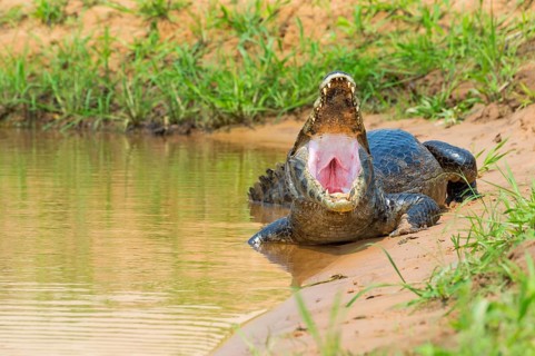 Yacare Caiman (Caiman yacare) at shore with open mouth
