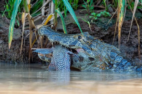 Yacare Caiman (Caiman yacare) devouring a fish