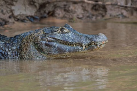 Yacare Caiman (Caiman yacare) in the water