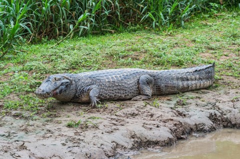 Yacare Caiman (Caiman yacare) resting on a riverbank
