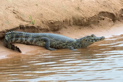 Yacare Caiman (Caiman yacare) resting on a riverbank