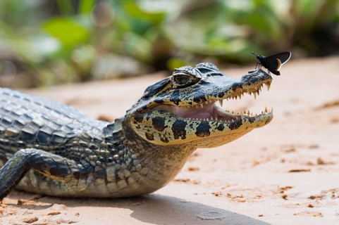 Young Yacare Caiman (Caiman yacare) with a butterfly on its nose