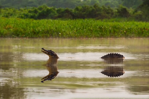 Yacare Caiman (Caiman yacare) in water