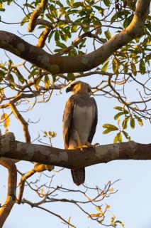 Harpy Eagle (Harpia harpyia)