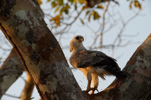 Harpy Eagle (Harpia harpyia)