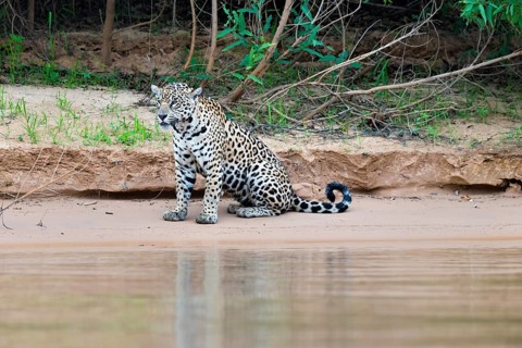 Jaguar (Panthera onca) sitting on a riverbank